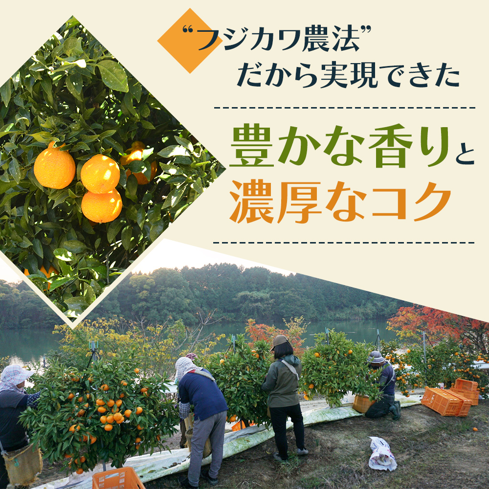 2026年先行予約 味自慢！讃岐 しらぬひ　約3kg 果物類 みかん 柑橘類 デコポン　 
