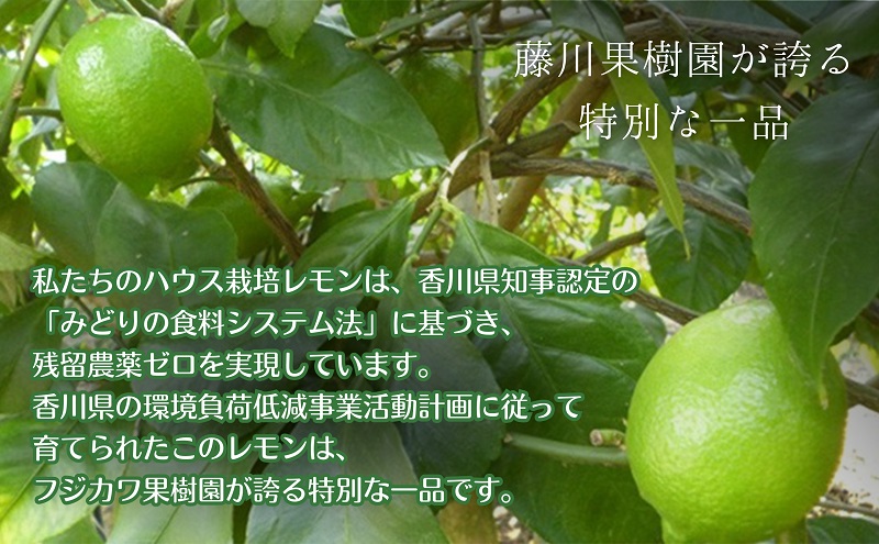 ã2026幎 å
è¡äºçŽãã¿ã©ãèªå® ããŠã¹æ œå¹ã°ãªãŒã³ã¬ã¢ã³ çŽ2.3kg åœç£ã¬ã¢ã³ éŠå· æç©é¡ïŒææ©é¡ïŒã¿ãã ã¬ã¢ã³ã