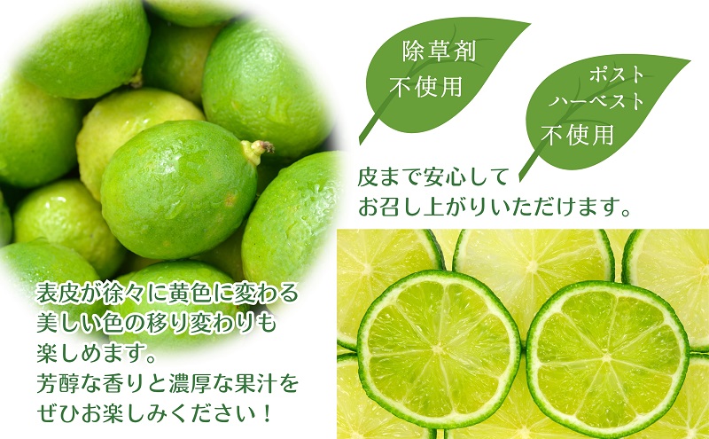 ã2026幎 å
è¡äºçŽãã¿ã©ãèªå® ããŠã¹æ œå¹ã°ãªãŒã³ã¬ã¢ã³ çŽ2.3kg åœç£ã¬ã¢ã³ éŠå· æç©é¡ïŒææ©é¡ïŒã¿ãã ã¬ã¢ã³ã