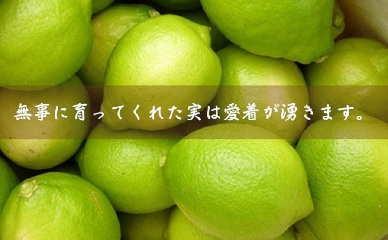 ã2026幎 å
è¡äºçŽãã¿ã©ãèªå® ããŠã¹æ œå¹ã°ãªãŒã³ã¬ã¢ã³ çŽ2.3kg åœç£ã¬ã¢ã³ éŠå· æç©é¡ïŒææ©é¡ïŒã¿ãã ã¬ã¢ã³ã