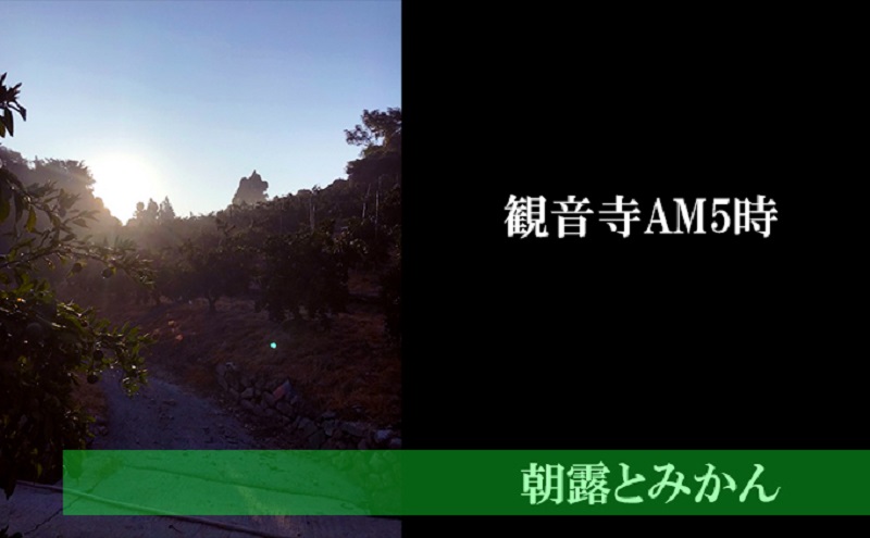 ã2026幎 å
è¡äºçŽãã¿ã©ãèªå® ããŠã¹æ œå¹ã°ãªãŒã³ã¬ã¢ã³ çŽ2.3kg åœç£ã¬ã¢ã³ éŠå· æç©é¡ïŒææ©é¡ïŒã¿ãã ã¬ã¢ã³ã