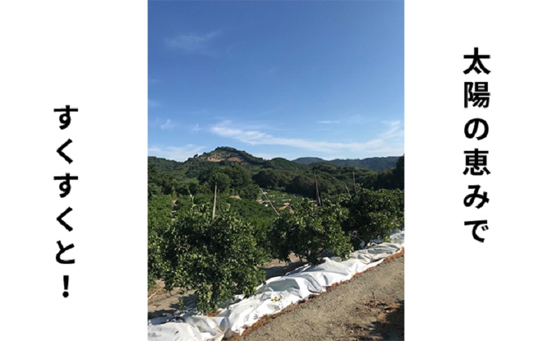 ã2026幎 å
è¡äºçŽãã¿ã©ãèªå® ããŠã¹æ œå¹ã°ãªãŒã³ã¬ã¢ã³ çŽ2.3kg åœç£ã¬ã¢ã³ éŠå· æç©é¡ïŒææ©é¡ïŒã¿ãã ã¬ã¢ã³ã