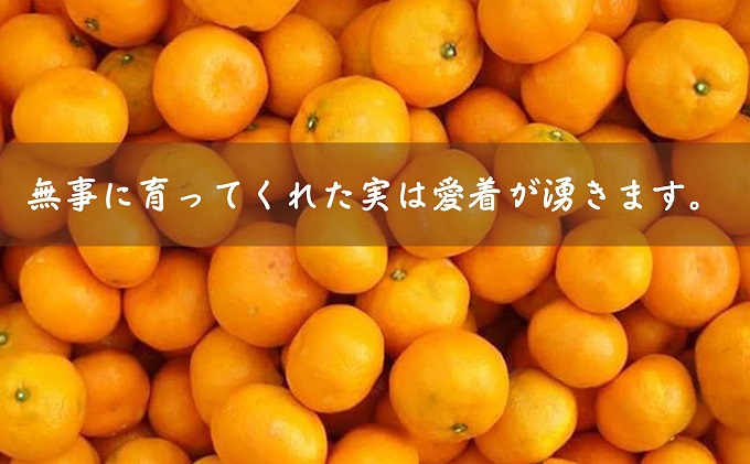 2026年秋よりお届け フジカワ温州みかん 約5kg フルーツ 果物類 柑橘類 ミカン 蜜柑 くだもの 