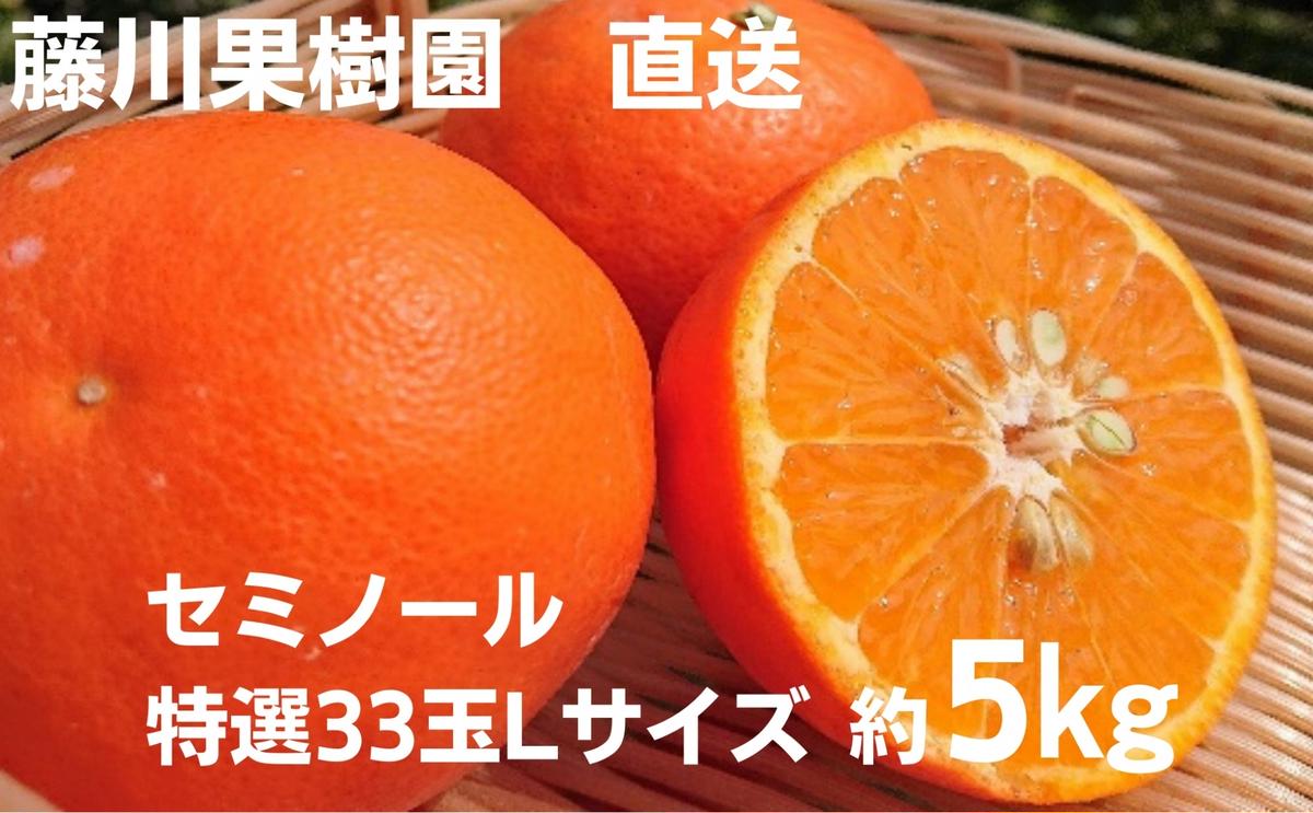 2026年先行予約 セミノール 特選33玉 Lサイズ 約5kg 果物類 柑橘類 フルーツ みかん ミカン