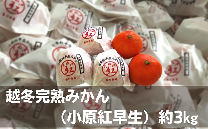 越冬完熟みかん（小原紅早生）約3kg 果物類 柑橘類 フルーツ ミカン 早生みかん