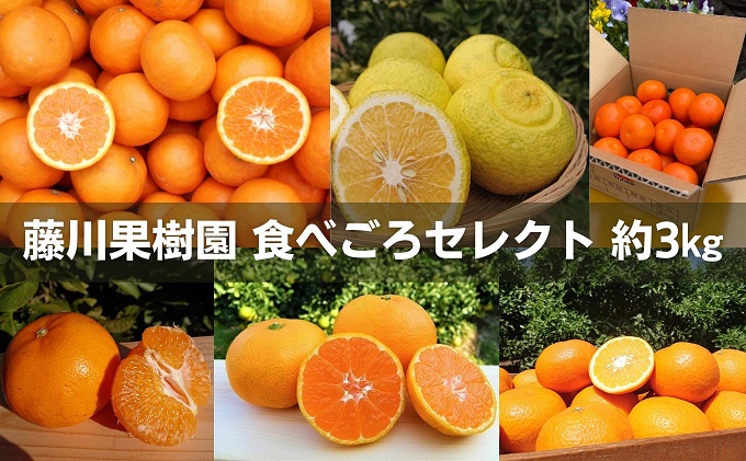 フジカワ果樹園スタッフの目利きセレクト！彩り中晩柑　約3kg 果物類 みかん 柑橘類 フルーツ