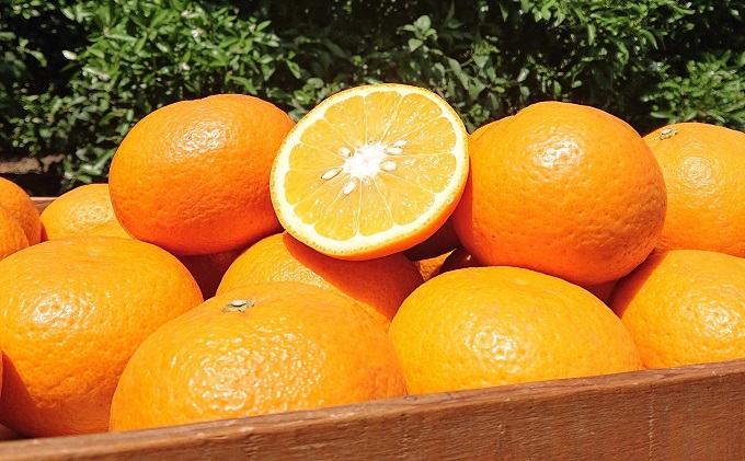 【2026年先行予約】フジカワ果樹園スタッフの目利きセレクト！彩り中晩柑　約3kg 果物類 みかん 柑橘類 フルーツ 