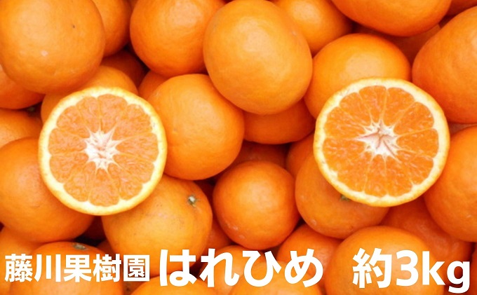 はれひめ 約3kg　2025年1月お届け！ 果物類 柑橘類 みかん フルーツ