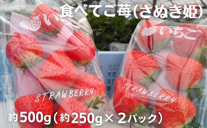 食べてご苺（さぬき姫）約500g（約250g×2パック） 果物類 いちご イチゴ 観音寺産 オリジナル品種 紅色 高設式養液栽培 プレゼント