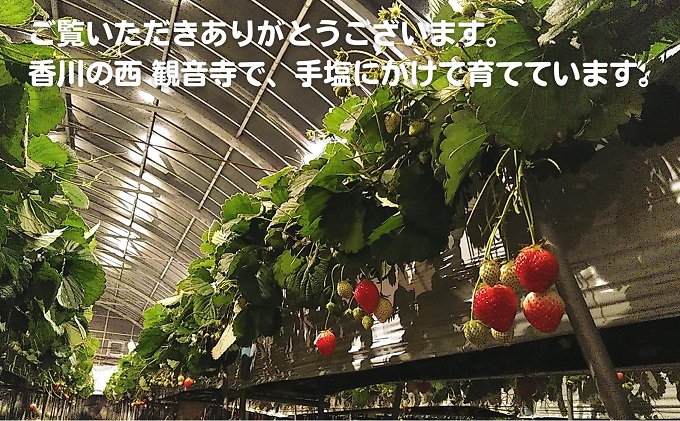 食べてご苺（さぬき姫）約1.5kg（約250g×6パック） 果物類 いちご イチゴ 観音寺産 オリジナル品種 紅色 高設式養液栽培 プレゼント 