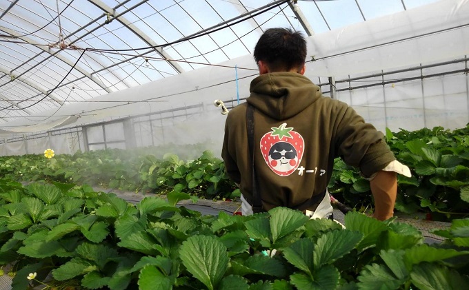 é£ã¹ãŠãèºïŒãã¬ãå§«ïŒçŽ500gïŒçŽ250gÃ2ããã¯ïŒ æç©é¡ ãã¡ã ã€ã㎠芳é³å¯ºç£ ãªãªãžãã«åçš® çŽ
è² é«èšåŒé€æ¶²æ œå¹ ãã¬ãŒã³ã