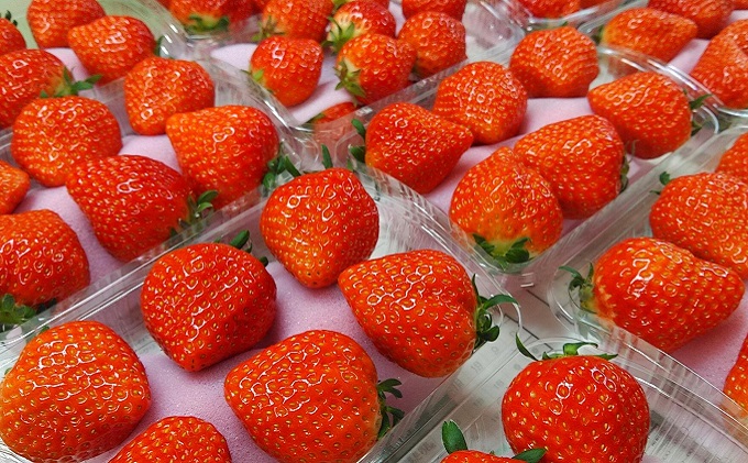 食べてご苺（さぬき姫）約1.5kg（約250g×6パック） 果物類 いちご イチゴ 観音寺産 オリジナル品種 紅色 高設式養液栽培 プレゼント 