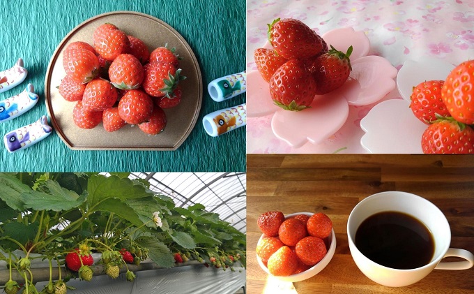 食べてご苺（さぬき姫）約1.5kg（約250g×6パック） 果物類 いちご イチゴ 観音寺産 オリジナル品種 紅色 高設式養液栽培 プレゼント 