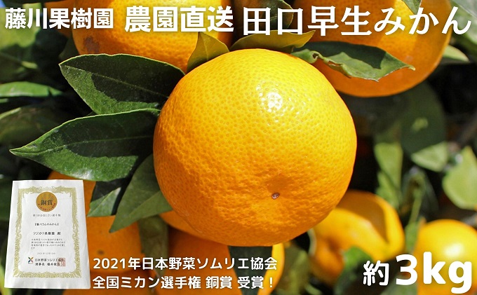 2025年秋よりお届け 農園直送 田口早生みかん　約3kg 果物類 柑橘類 ミカン フルーツ