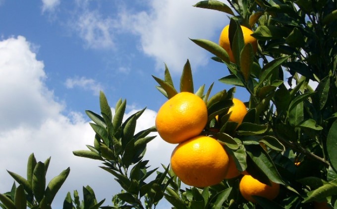 2026年秋よりお届け 田口早生みかん　約5kg 果物類 柑橘類 柑橘 ミカン フルーツ 蜜柑 くだもの 