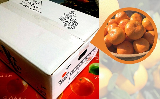 2026年秋よりお届け 田口早生みかん　約5kg 果物類 柑橘類 柑橘 ミカン フルーツ 蜜柑 くだもの 