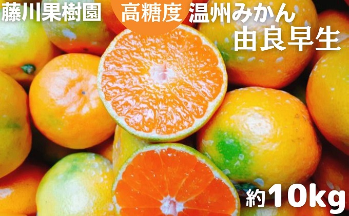 2025年秋よりお届け　高糖度温州みかん（由良早生）約10kg 香川県産 フルーツ 果物類 柑橘類