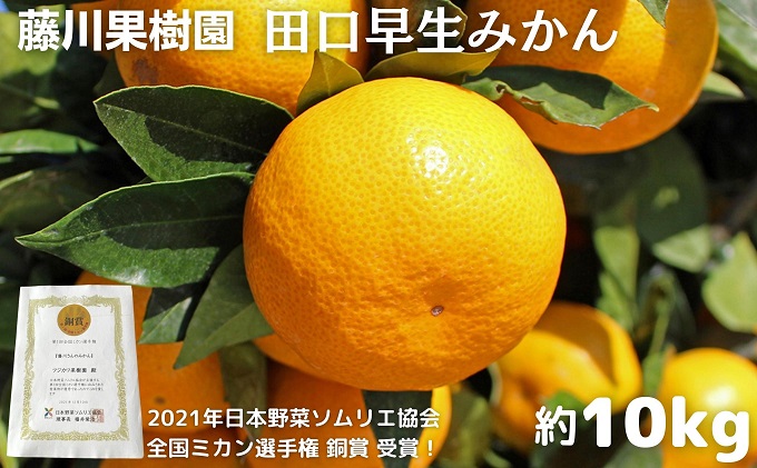 2025年秋よりお届け　田口早生みかん　約10kg 香川県産 フルーツ 果物類 柑橘類