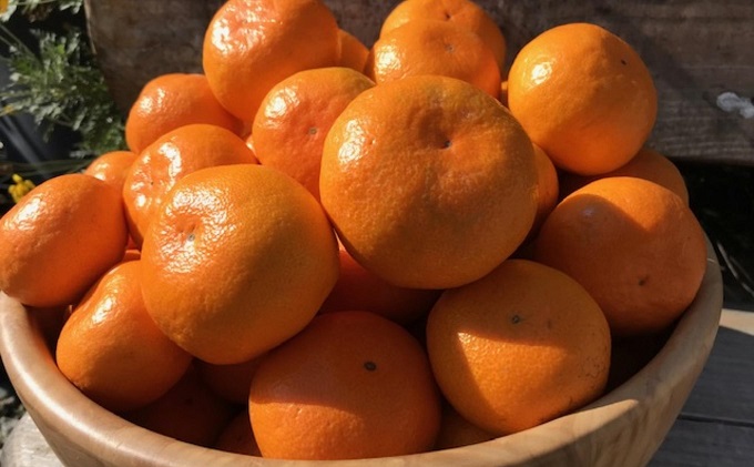 2026年秋よりお届け 田口早生みかん　約10kg 香川県産 フルーツ 果物類 柑橘類 