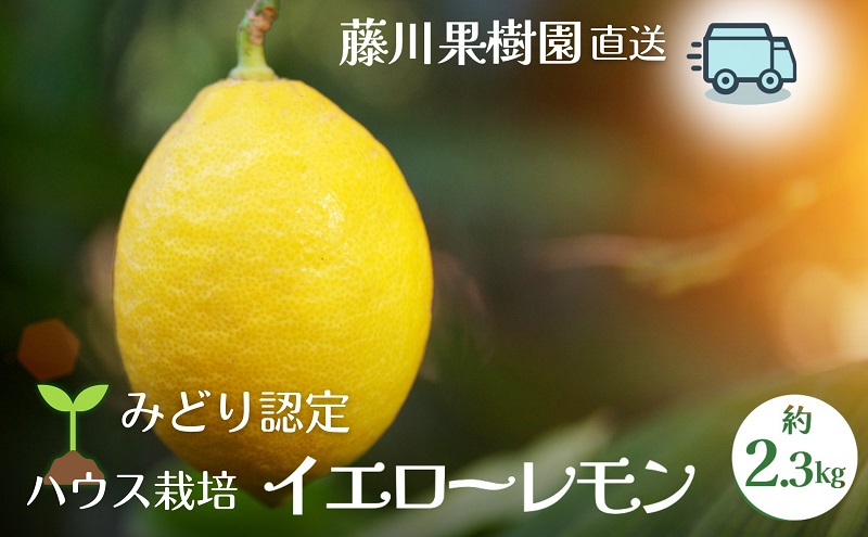 【2025年先行予約】みどり認定 ハウス栽培イエローレモン 2.3kg 国産レモン 香川 柑橘類 レモン　