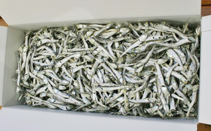 莨雁聖縺繧翫% 1.5kg縲蜃コ豎 縺輔〓縺咲音逕」 鬲夊イ 鬲壻サ矩。