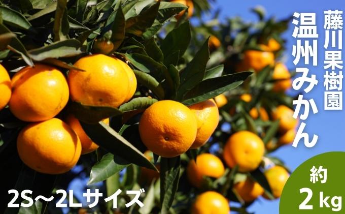 2025年秋よりお届け フジカワ温州みかん 約2kg 果物 柑橘 フルーツ おやつ 間食 デザート 食後 極早生 早生 甘い 食べきりサイズ 冬 秋