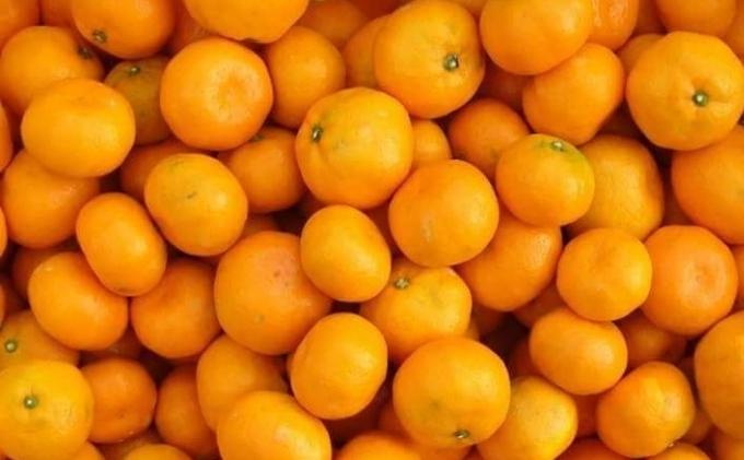 2026年秋よりお届け フジカワ温州みかん 約10kg 果物 柑橘 フルーツ おやつ 間食 デザート 食後 極早生 早生 甘い 大容量 冬 秋 