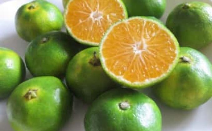 2026年秋よりお届け フジカワ温州みかん 約10kg 果物 柑橘 フルーツ おやつ 間食 デザート 食後 極早生 早生 甘い 大容量 冬 秋 