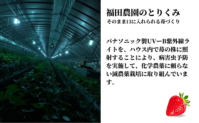 福田さんちのイチゴ(さぬきひめ) 3Lサイズ 400g以上 ギフトボックス１箱【配送不可：北海道・沖縄県・離島エリア】苺 農園直送 いちご採れたて直送 果物類 