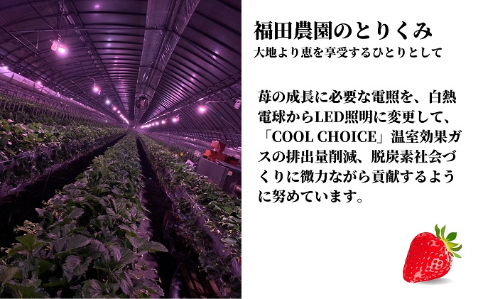 福田さんちのイチゴ(さぬきひめ) 3Lサイズ 400g以上 ギフトボックス１箱【配送不可：北海道・沖縄県・離島エリア】苺 農園直送 いちご採れたて直送 果物類 