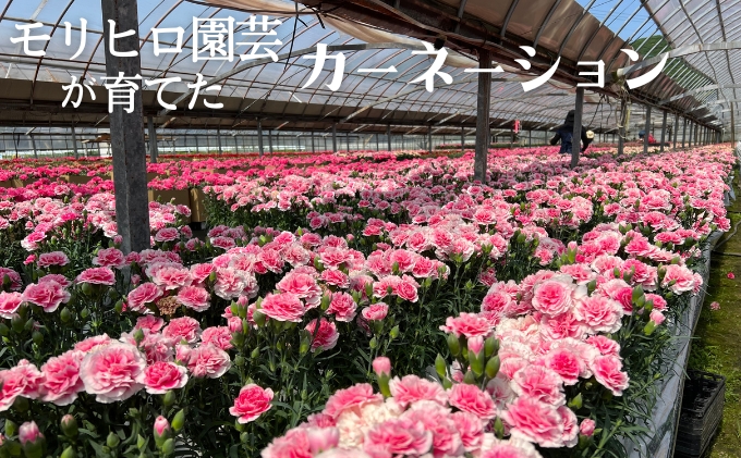 モリヒロ園芸が育てたカーネーション 母の日 植物 花 瀬戸内 温暖 気候 鉢花 ギフト 記念日