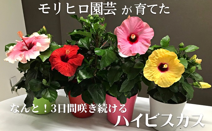 モリヒロ園芸が育てた3日間咲き続けるハイビスカス 植物 花 瀬戸内 温暖 気候 鉢花 ギフト 記念日