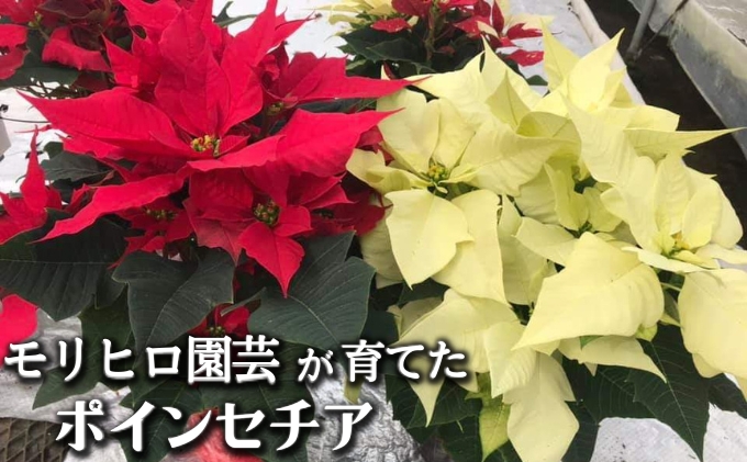 モリヒロ園芸が育てたポインセチア 植物 花 瀬戸内 温暖 気候 鉢花 ギフト 記念日
