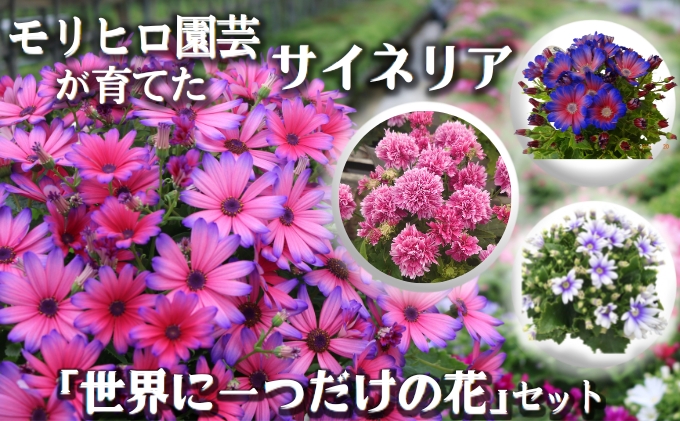 モリヒロ園芸が育てたサイネリア「世界に一つだけの花」セット 植物 瀬戸内 温暖 気候 鉢花 ギフト 記念日
