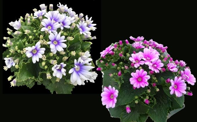 モリヒロ園芸が育てたお花の定期便（年間5回） 植物 瀬戸内 温暖 気候 鉢花 
