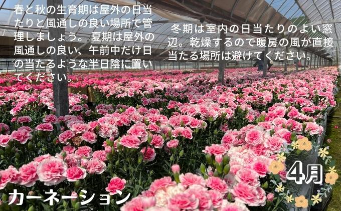 モリヒロ園芸が育てたお花とトマトの定期便（年間5回） 植物 瀬戸内 温暖 気候 鉢花 ギフト 記念日 