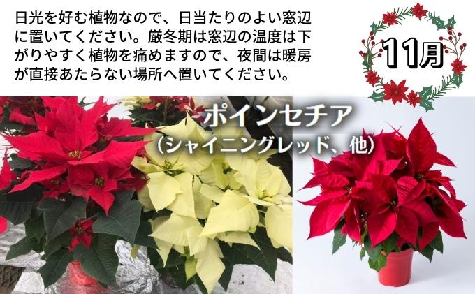 モリヒロ園芸が育てたお花の定期便（年間5回） 植物 瀬戸内 温暖 気候 鉢花 