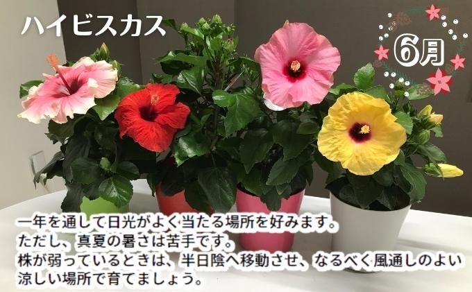 モリヒロ園芸が育てたお花とトマトの定期便（年間5回） 植物 瀬戸内 温暖 気候 鉢花 ギフト 記念日 