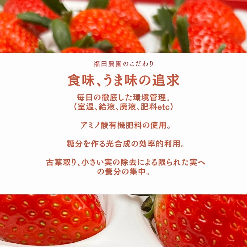 福田さんちのイチゴ(さぬきひめ) 2Lサイズ×4パック 1kg以上【配送不可：北海道、沖縄県、離島エリア】苺 農園直送 いちご採れたて直送