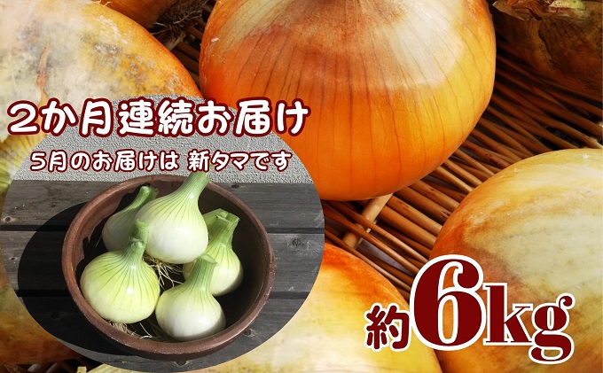 観音寺産 採れたての たまねぎ　約6kg（2ヵ月連続お届け） 野菜 玉ねぎ タマネギ
