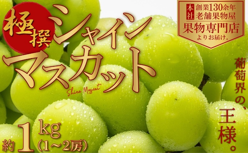 【2026年8月中旬より順次発送】極撰！シャインマスカット　約1kg(1～2房) 果物 ぶどう フルーツ デザート 食後 国産 日本産 産地直送 ジューシー 種なし 観音寺産