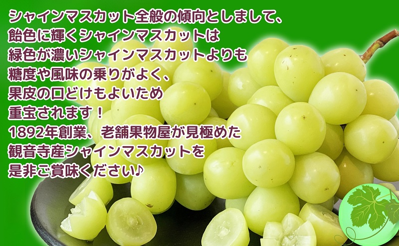 【2026年８月中旬より順次発送】極撰 シャインマスカット　約2kg（3～5房） 果物 ぶどう フルーツ デザート 食後 国産 日本産 産地直送 ジューシー 種なし 観音寺産 