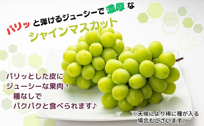 【2026年８月中旬より順次発送】極撰 シャインマスカット　約2kg（3～5房） 果物 ぶどう フルーツ デザート 食後 国産 日本産 産地直送 ジューシー 種なし 観音寺産 