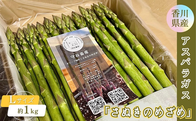 香川県産アスパラガス「さぬきのめざめ」Lサイズ　約1kg 野菜 特産品 27cm前後 瀬戸内海 グリーンアスパラガス 冷蔵配送