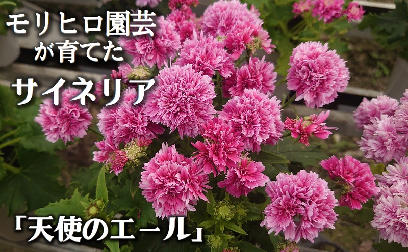 モリヒロ園芸が育てたサイネリア「天使のエール」 植物