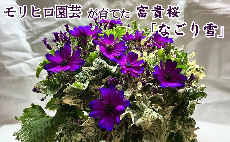モリヒロ園芸が育てた富貴桜「なごり雪」 植物