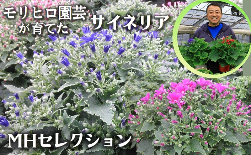 モリヒロ園芸が育てたサイネリア「MHセレクション」 植物