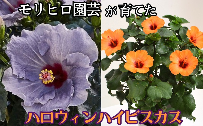 モリヒロ園芸が育てた「ハロウィンハイビスカス」 植物