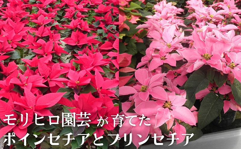 モリヒロ園芸が育てたポインセチアとプリンセチア 植物