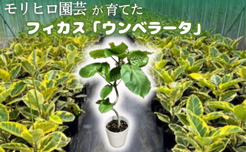 モリヒロ園芸が育てたフィカス「ウンベラータ」 植物